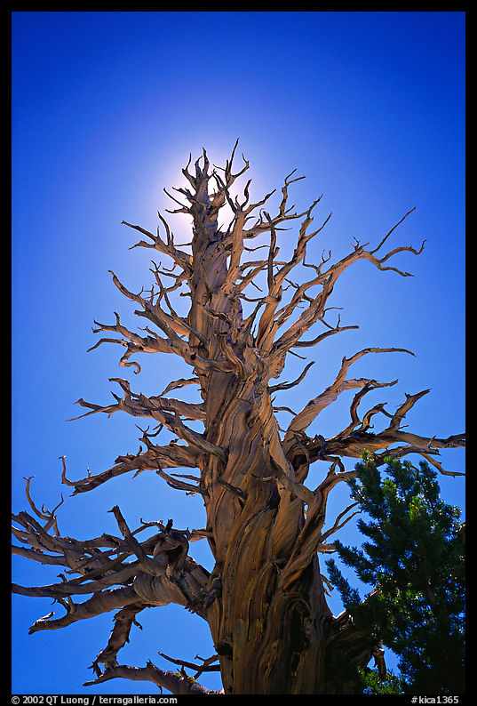 Dead lodgepole pine tree. Kings Canyon  National Park, California, USA.