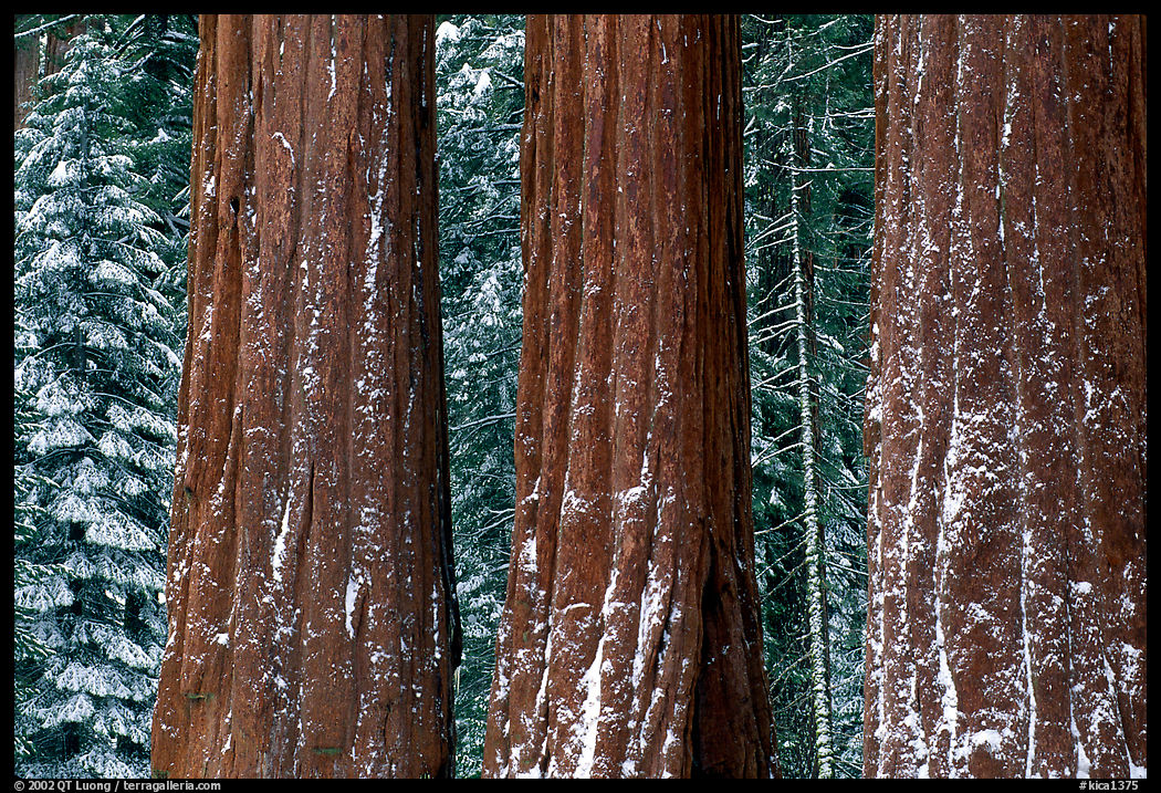 Three Sequoias trunks in Grant Grove, winter. Kings Canyon  National Park, California, USA.