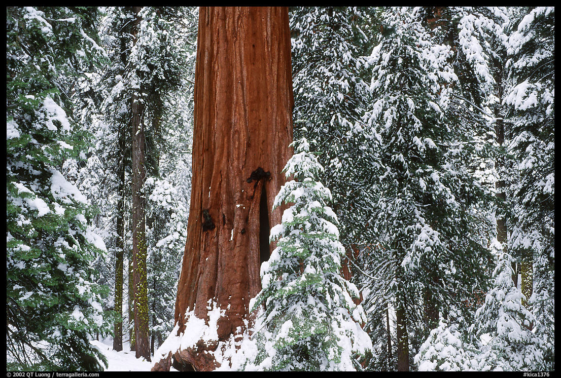Sequoias in Grant Grove, winter. Kings Canyon  National Park, California, USA.