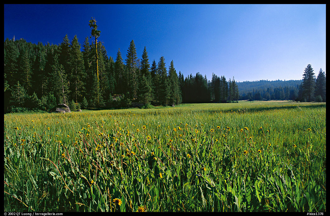 Meadow near Grant Grove, summer afternoon. Kings Canyon  National Park, California, USA.