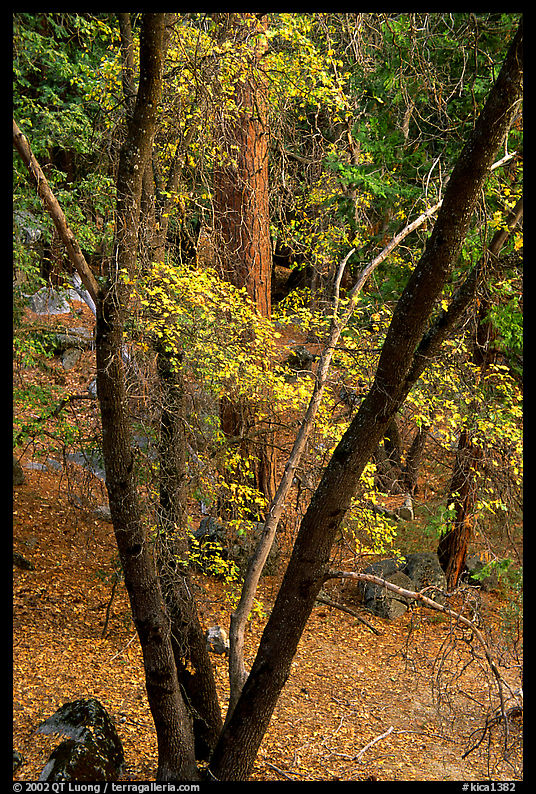 Cedar Grove in autumn. Kings Canyon  National Park