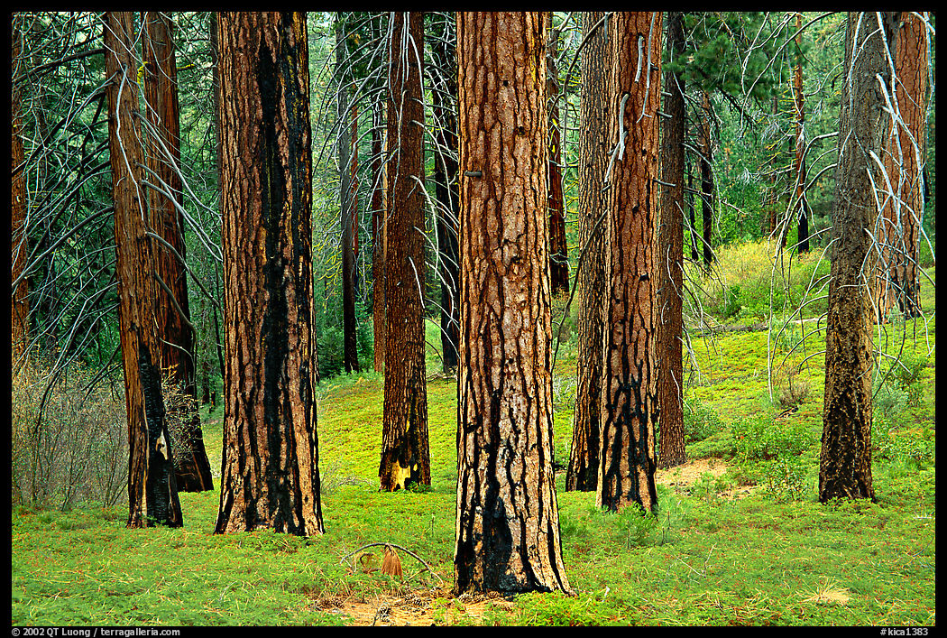 Pines in Cedar Grove. Kings Canyon  National Park, California, USA.
