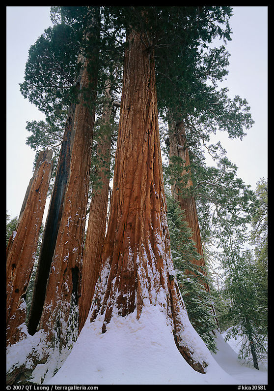 Giant Sequoia trees (Sequoia giganteum) in winter, Grant Grove. Kings Canyon  National Park, California, USA.