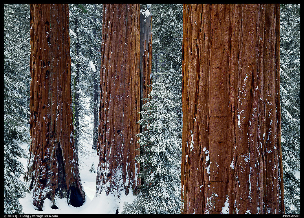 Sequoias (Sequoiadendron giganteum) and pine trees covered with fresh snow, Grant Grove. Kings Canyon  National Park, California, USA.