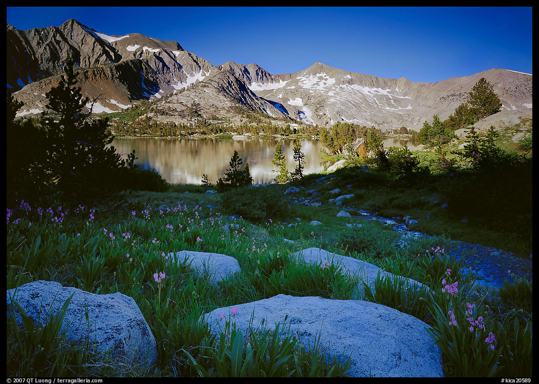 Woods lake and wildflowers, morning. Kings Canyon  National Park, California, USA.