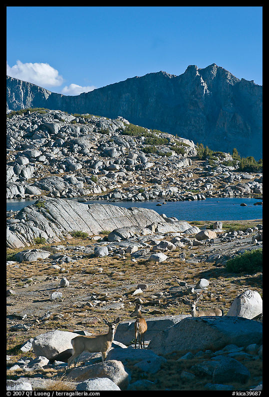 Deer in alpine terrain, Dusy Basin, afternoon. Kings Canyon  National Park, California, USA.