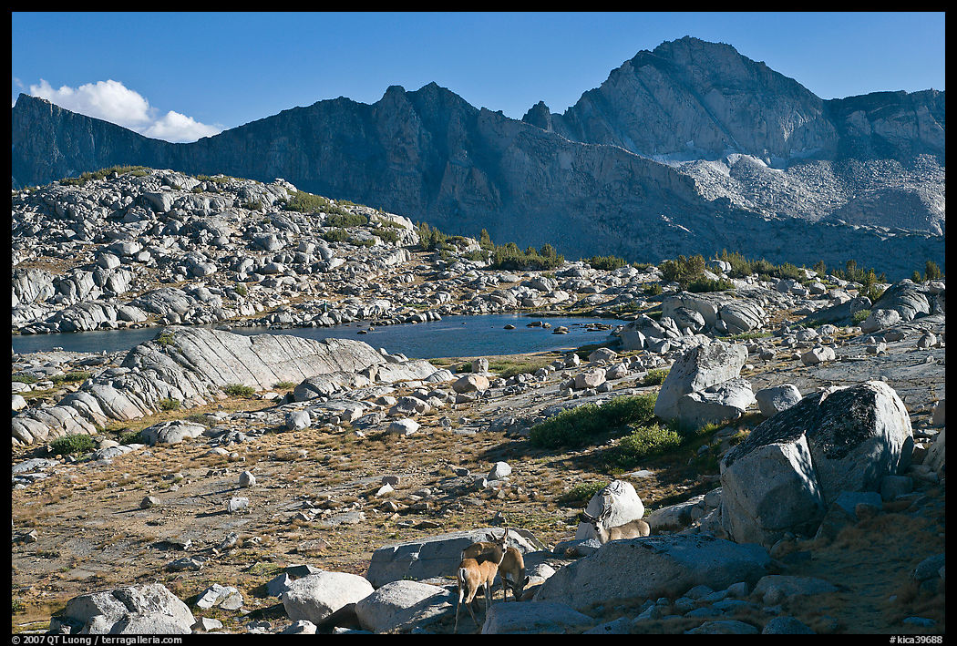 Deer, boulders, alpine lake, and mountains, Dusy Basin. Kings Canyon  National Park