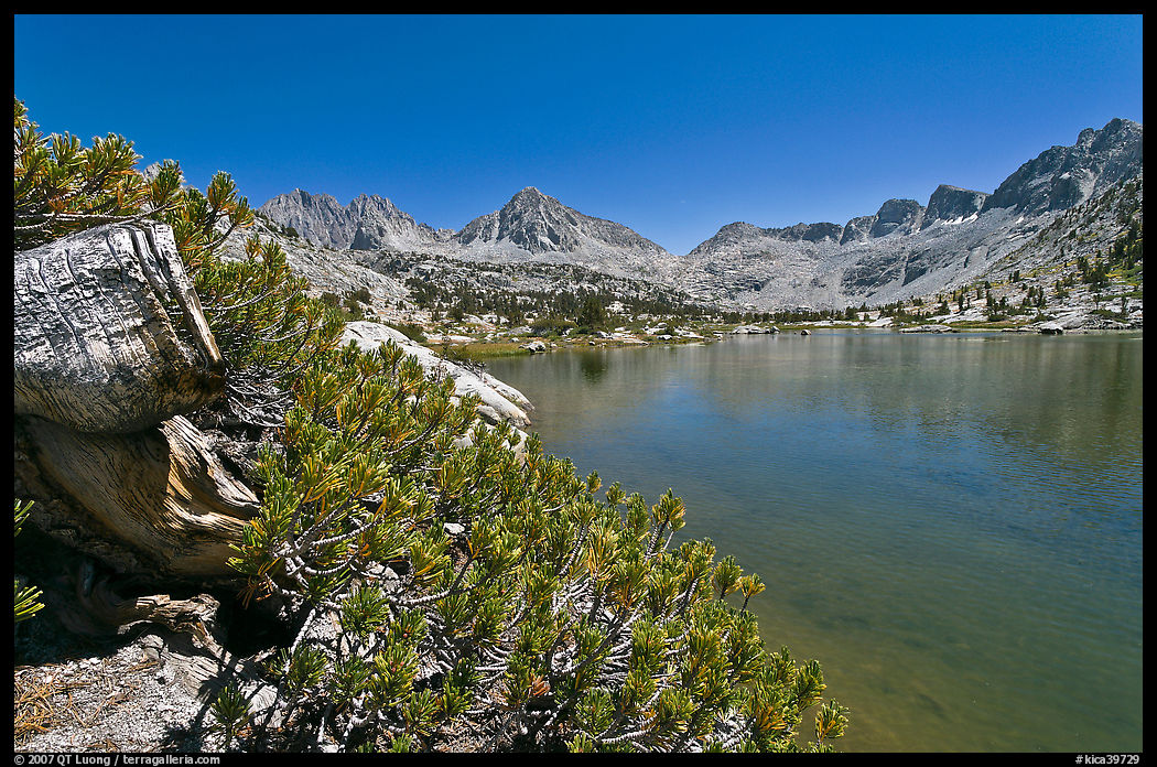 Wood stump and lake, Lower Dusy Basin. Kings Canyon  National Park, California, USA.