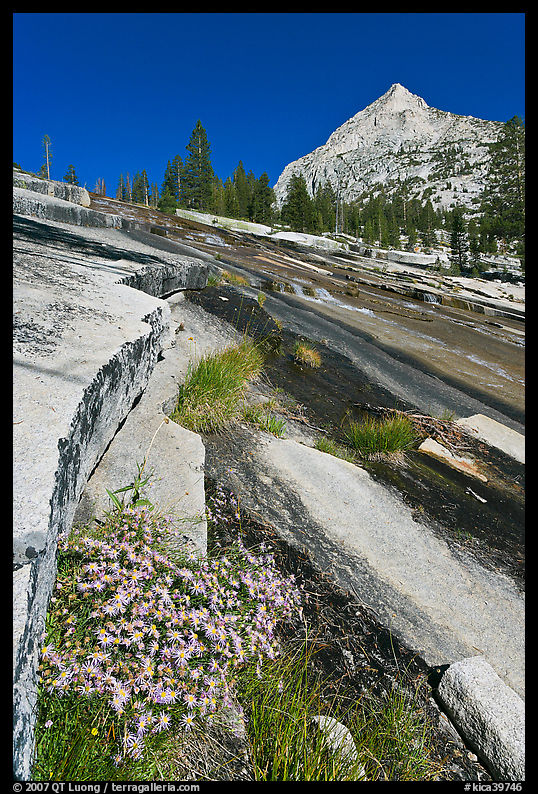 Wildflowers and water over granite slabs, Le Conte Canyon. Kings Canyon  National Park, California, USA.