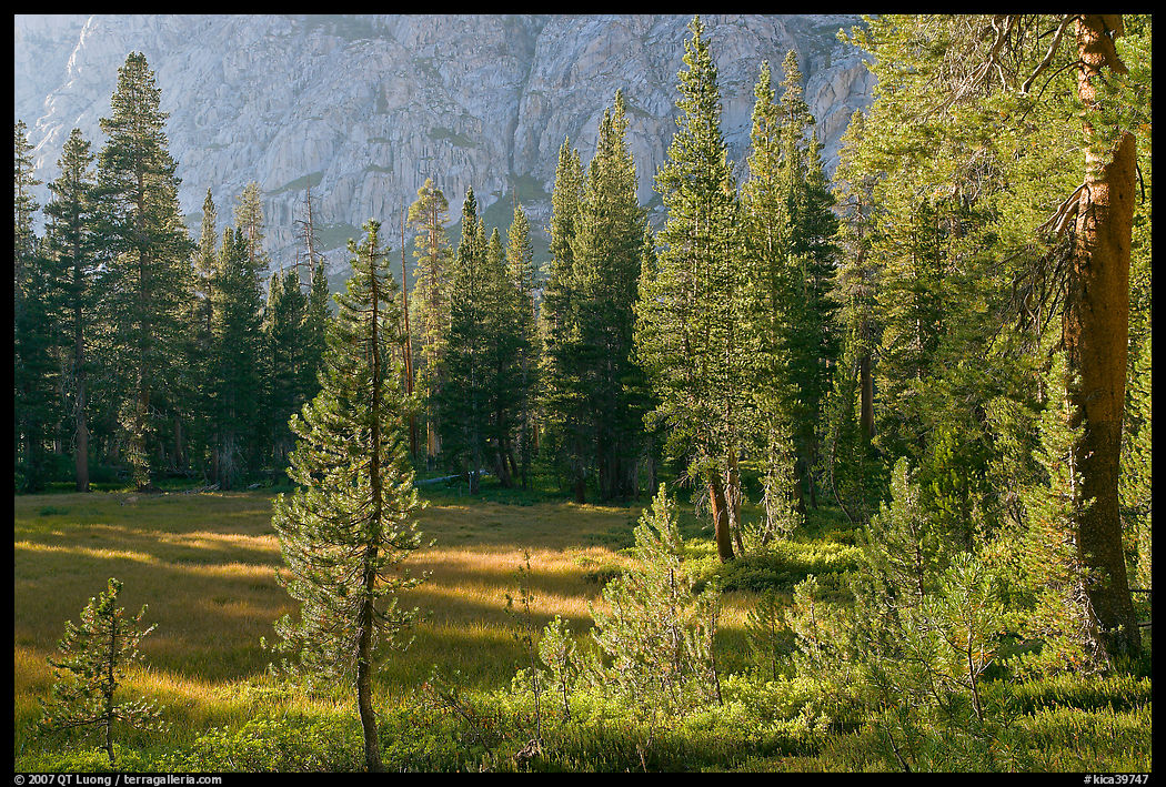 Big Pete Meadow, late afternoon, Le Conte Canyon. Kings Canyon  National Park, California, USA.