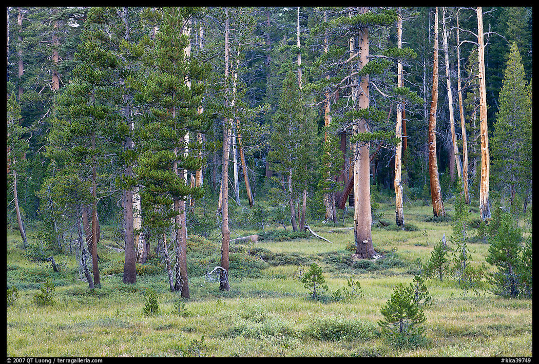 Pine trees in Big Pete Meadow, Le Conte Canyon. Kings Canyon  National Park, California, USA.