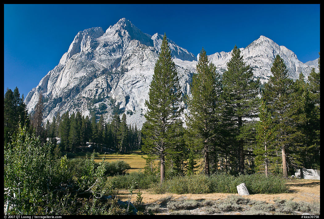 Langille Peak and pine trees, Big Pete Meadow, Le Conte Canyon. Kings Canyon  National Park, California, USA.