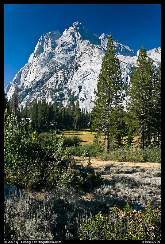 Trees and Langille Peak, Big Pete Meadow, Le Conte Canyon. Kings Canyon  National Park, California, USA.