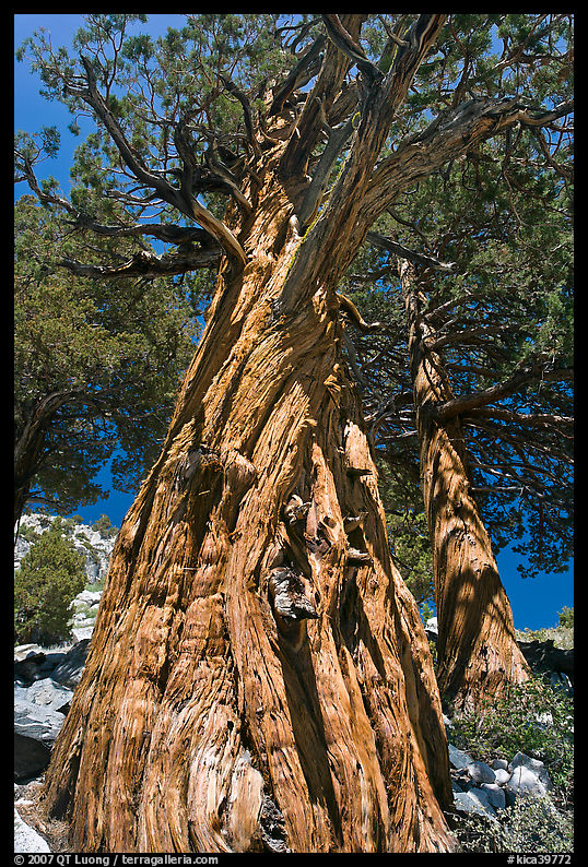 Pine tree, Le Conte Canyon. Kings Canyon  National Park, California, USA.
