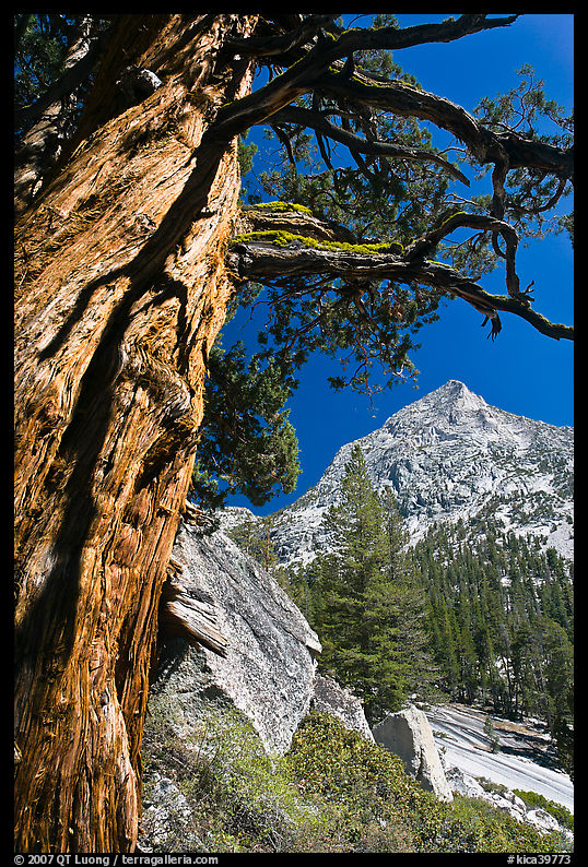 Pine tree and peak, Le Conte Canyon. Kings Canyon  National Park, California, USA.