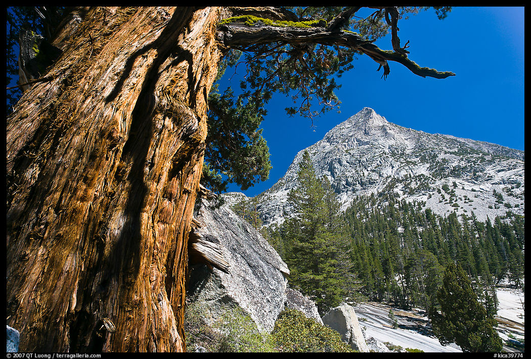 Pine tree and peak, Le Conte Canyon. Kings Canyon  National Park, California, USA.
