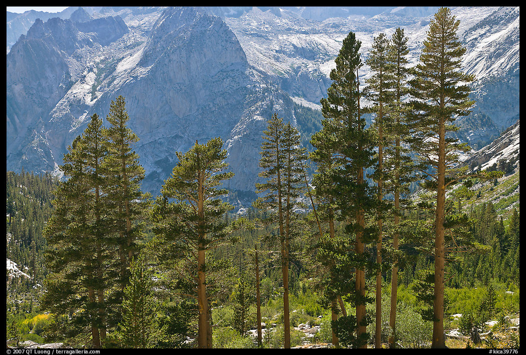 Pine trees and granite peaks. Kings Canyon  National Park, California, USA.