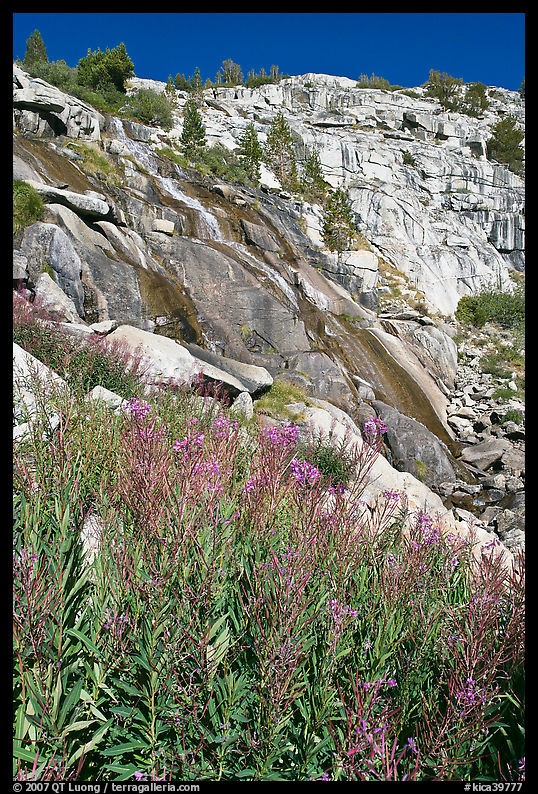 Fireweed and waterfall. Kings Canyon  National Park