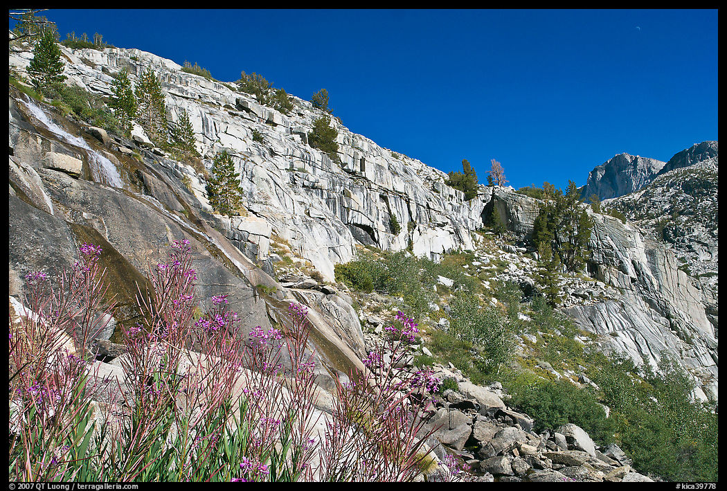 Fireweed and cliffs with waterfall. Kings Canyon  National Park, California, USA.