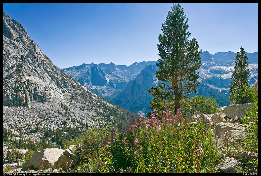Fireweed and pine trees above Le Conte Canyon. Kings Canyon  National Park, California, USA.