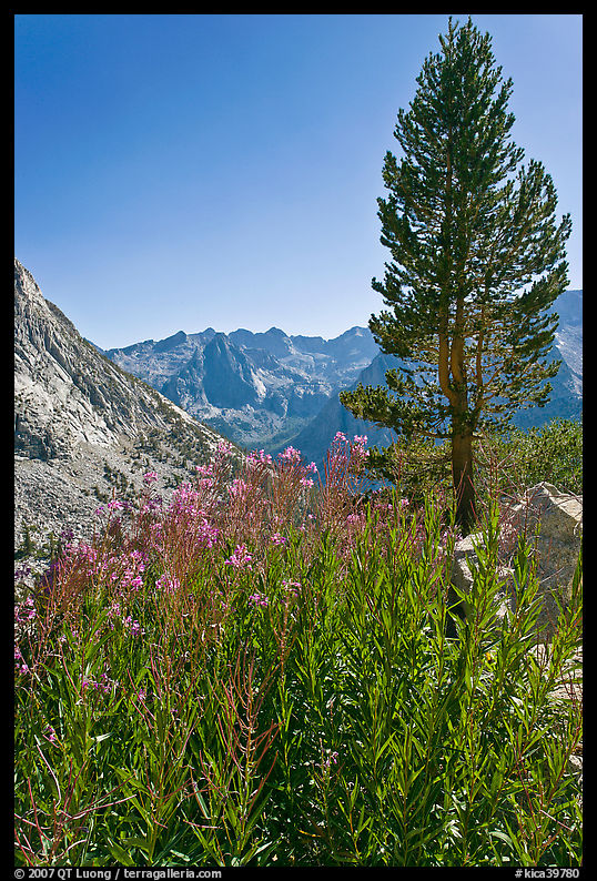 Fireweed and pine tree above Le Conte Canyon. Kings Canyon  National Park, California, USA.