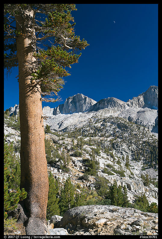 Pine tree, Mt Giraud chain, and moon, afternoon. Kings Canyon  National Park, California, USA.