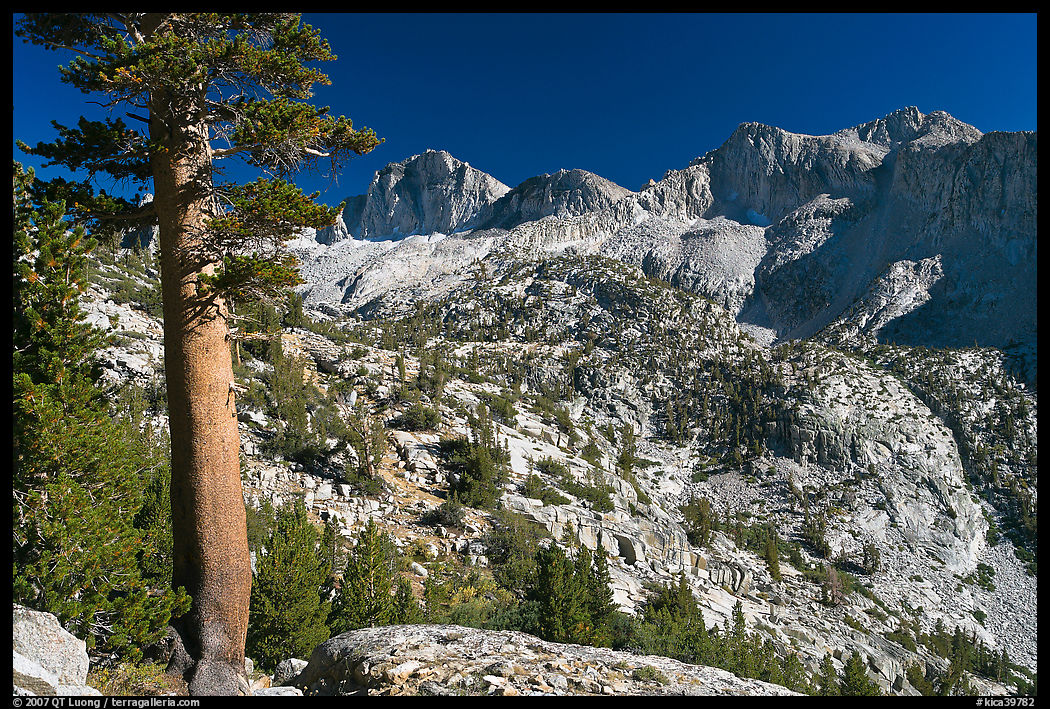Pine tree and Mt Giraud chain, Lower Dusy basin. Kings Canyon  National Park, California, USA.
