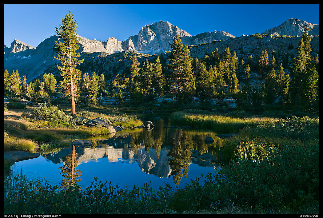 Trees, grasses, calm reflections, Lower Dusy basin. Kings Canyon  National Park, California, USA.