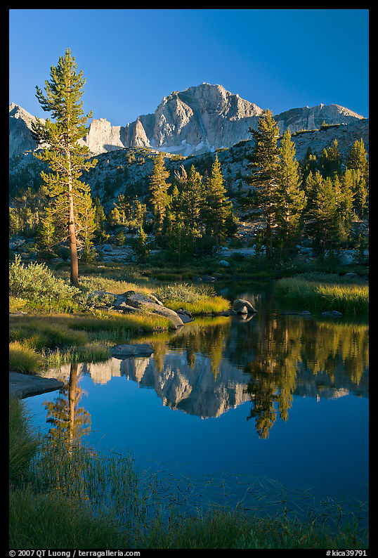 Trees and mountains reflected in calm creek, Lower Dusy basin. Kings Canyon  National Park, California, USA.