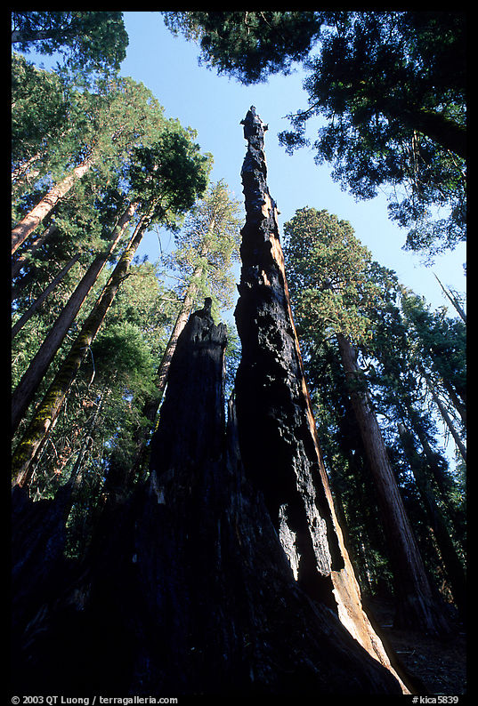 Burned tall tree. Sequoia National Park, California, USA.