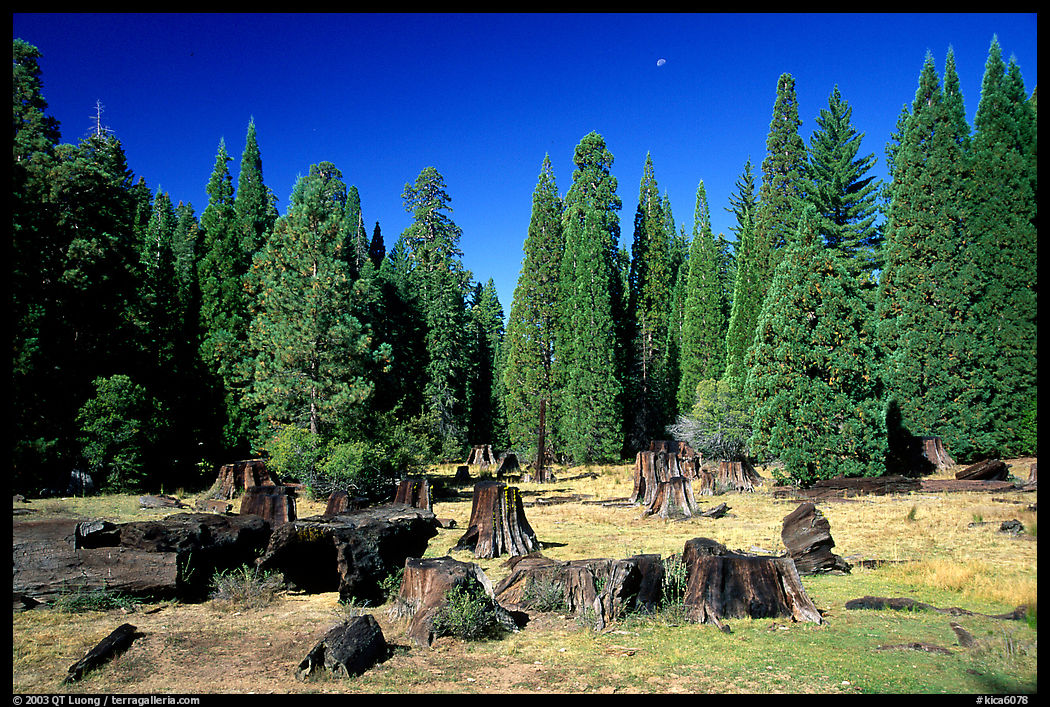 Big sequoia tree stumps. Kings Canyon  National Park, California, USA.