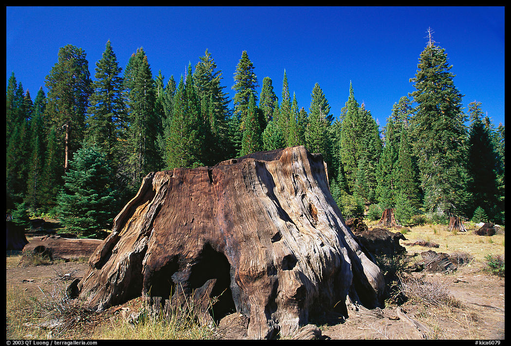 Big sequoia stump. Kings Canyon  National Park, California, USA.