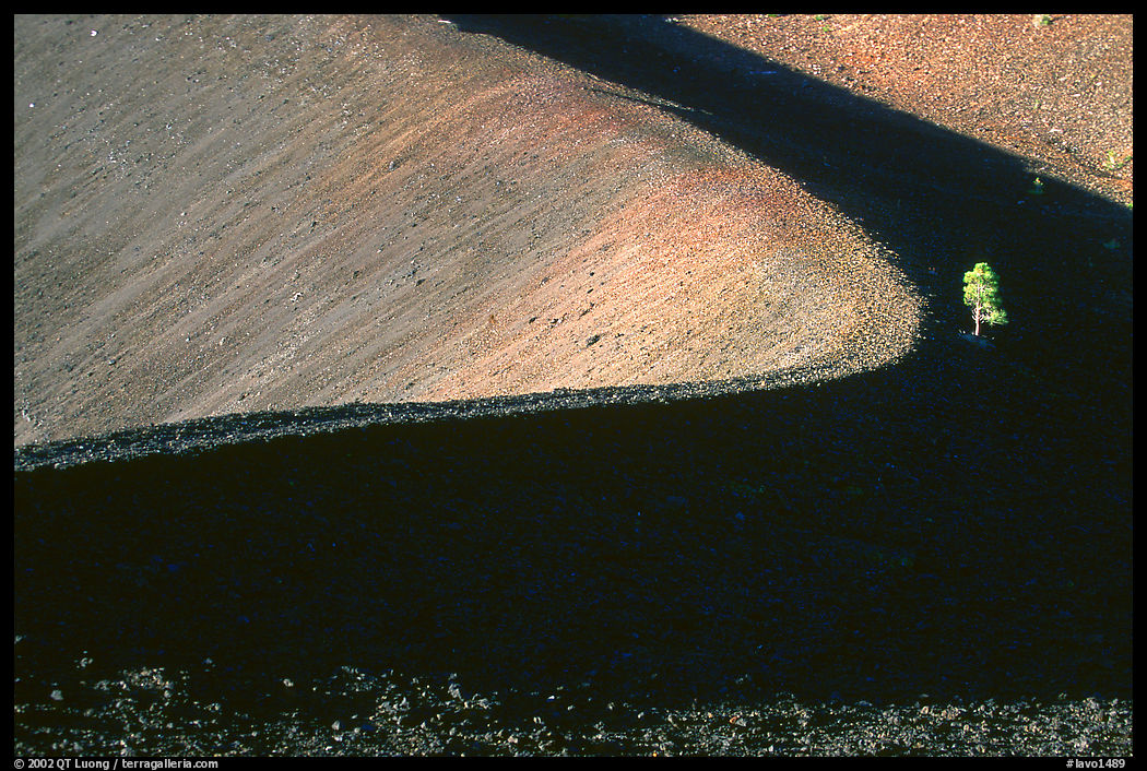 Curve and pine on top of Cinder cone, early morning. Lassen Volcanic National Park, California, USA.