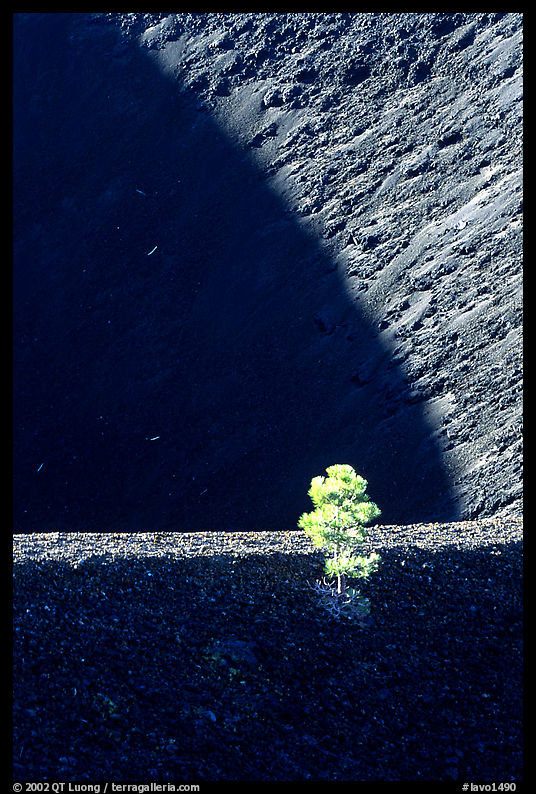 Shadows and pine on top of Cinder cone, early morning. Lassen Volcanic National Park, California, USA.