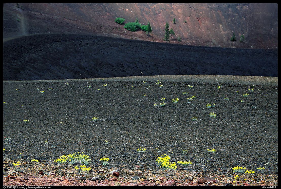Pines and ash on top of Cinder cone. Lassen Volcanic National Park