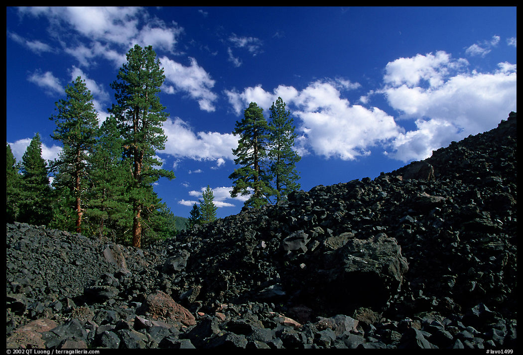 Pines on Fantastic lava beds. Lassen Volcanic National Park
