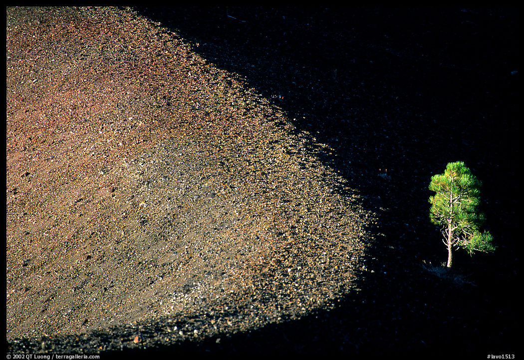 Curve and pine on top of Cinder cone, early morning. Lassen Volcanic National Park, California, USA.