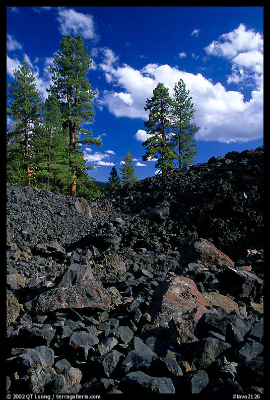 Pines on Fantastic lava beds. Lassen Volcanic National Park