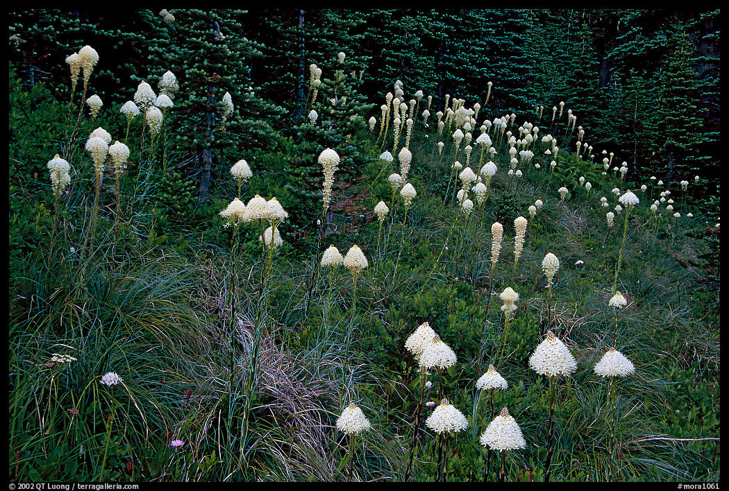 Conical beargrass flowers in forest meadow. Mount Rainier National Park, Washington, USA.