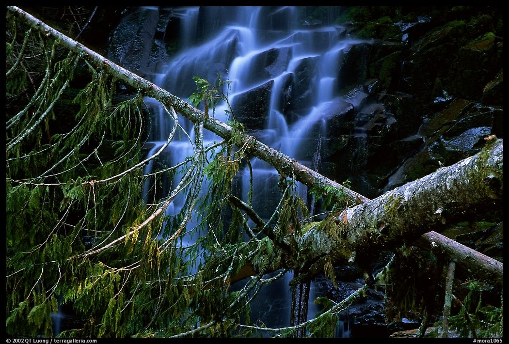Waterfall in  Carbon rainforest area. Mount Rainier National Park, Washington, USA.