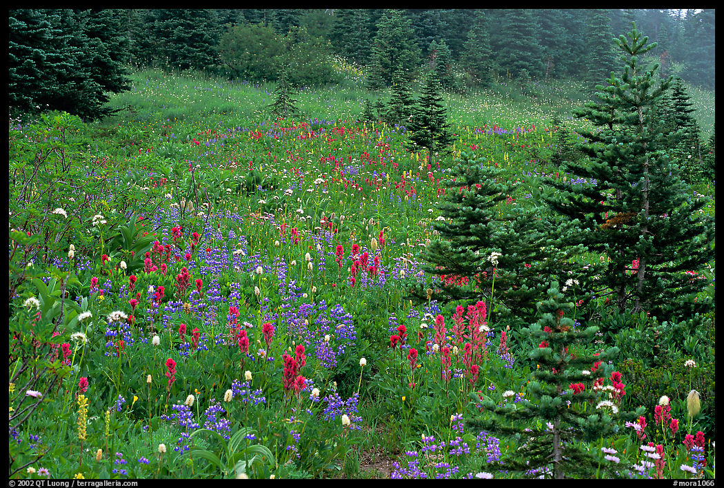 Wildflowers and trees at Paradise. Mount Rainier National Park, Washington, USA.