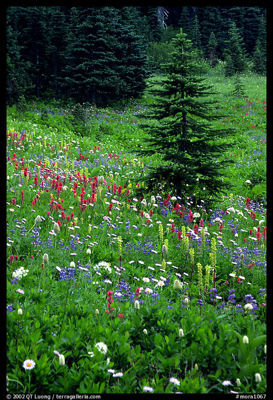 Wildflowers and trees at Paradise. Mount Rainier National Park, Washington, USA.
