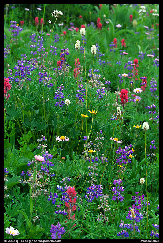 Wildflowers at Paradise. Mount Rainier National Park, Washington, USA.
