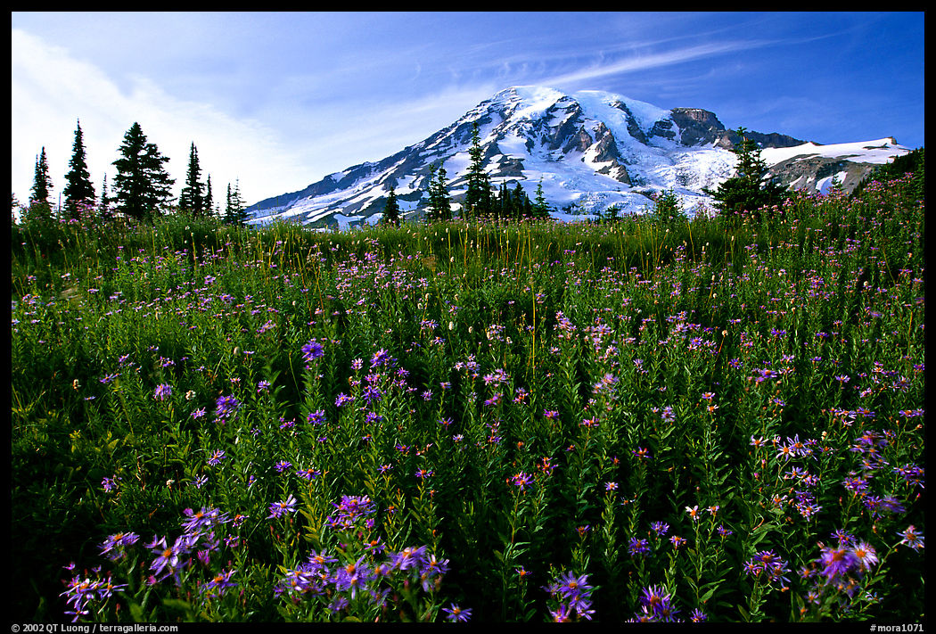 Dense carpet of wildflowers and Mt Rainier from Paradise, late afternoon. Mount Rainier National Park, Washington, USA.