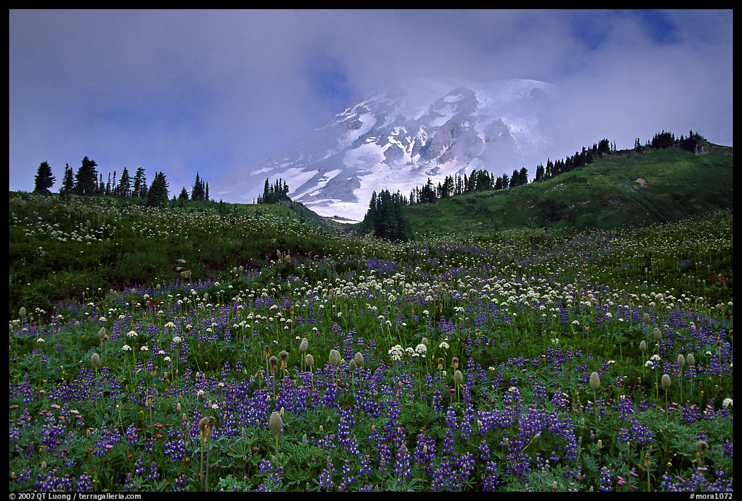 Lupine and Mt Rainier in fog from Paradise. Mount Rainier National Park, Washington, USA.