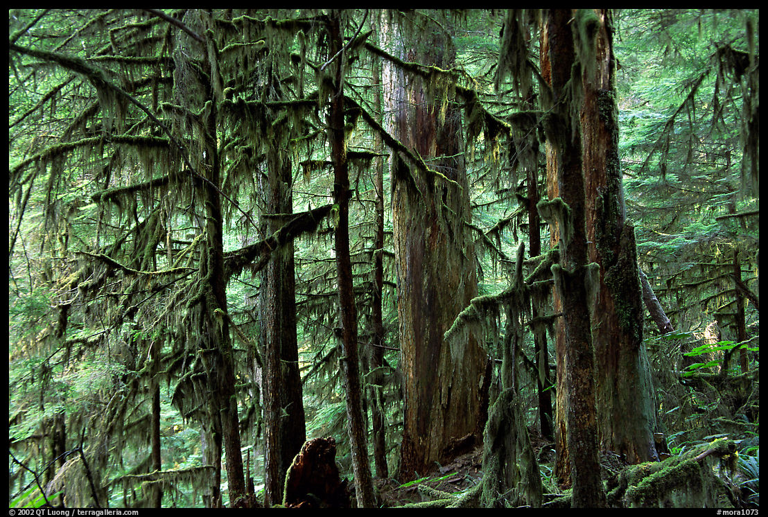 Carbon rainforest. Mount Rainier National Park
