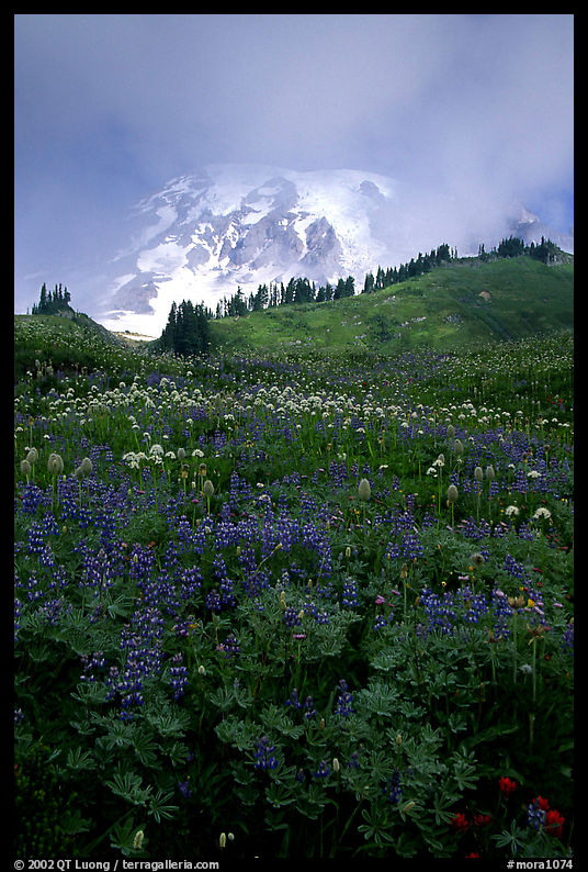 Lupine and Mt Rainier shrouded in fog from Paradise. Mount Rainier National Park, Washington, USA.