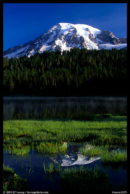 Mt Rainier reflected in Reflection lake, early morning. Mount Rainier National Park, Washington, USA.