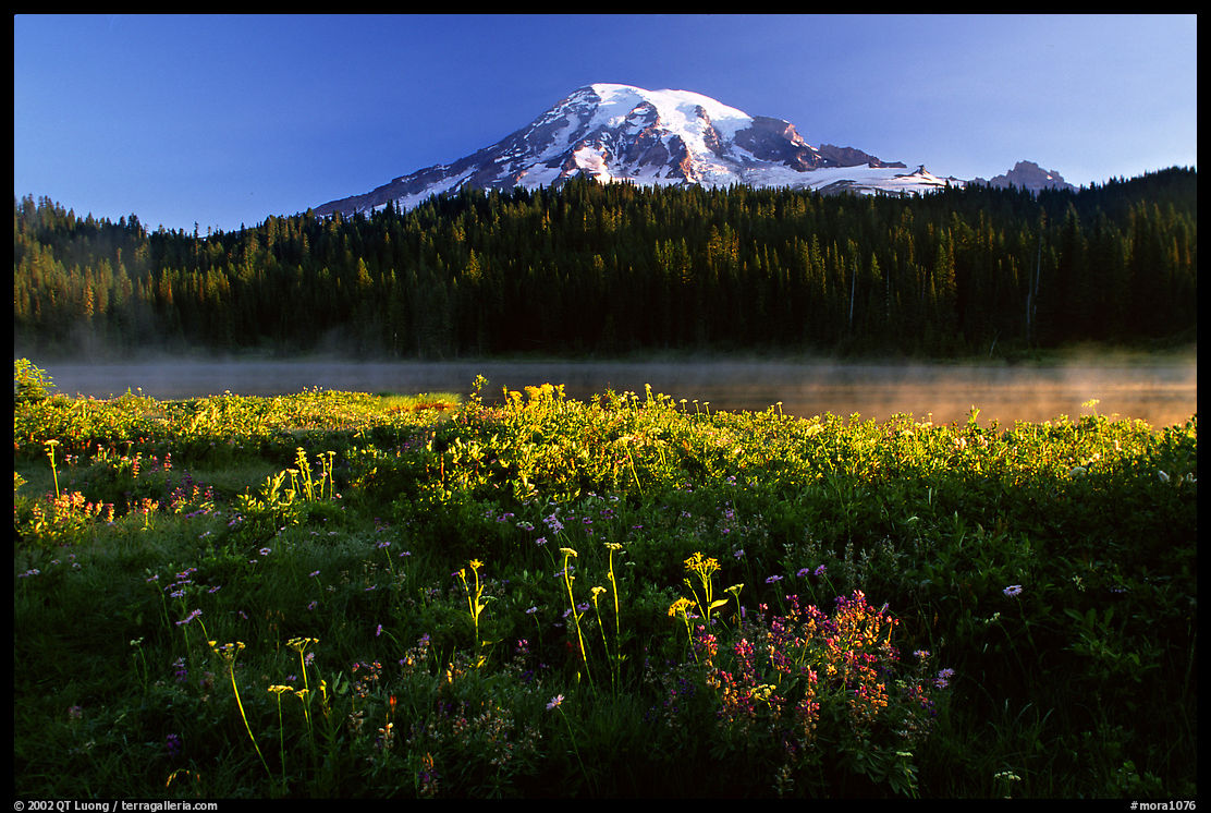 Carpet of summer flowers, Reflection Lake, and Mt Rainier, sunrise. Mount Rainier National Park, Washington, USA.