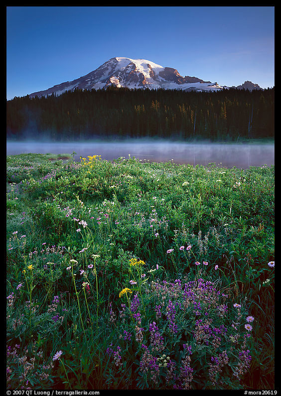 Wildflowers, Reflection Lake, and Mt Rainier, sunrise. Mount Rainier National Park, Washington, USA.